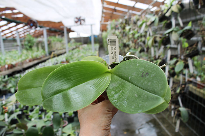 Phalaenopsis Mituo Sun 'Mituo #1' x Ld's Bear King 'YK-10'.jpg