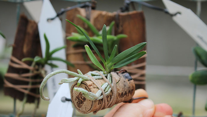 Angraecum didieri x Neofinetia falcata.jpg