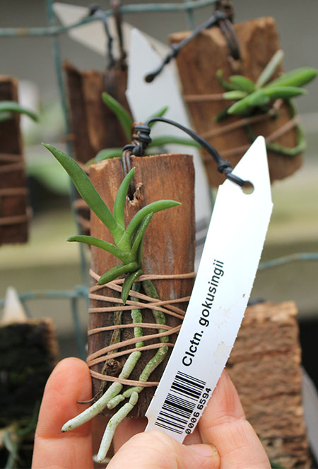 Cleisocentron gokusingii.jpg