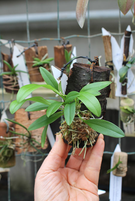Masdevallia constricta.jpg