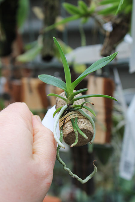 Neofinetia falcata Shoutenno x Renanthera citrina.jpg
