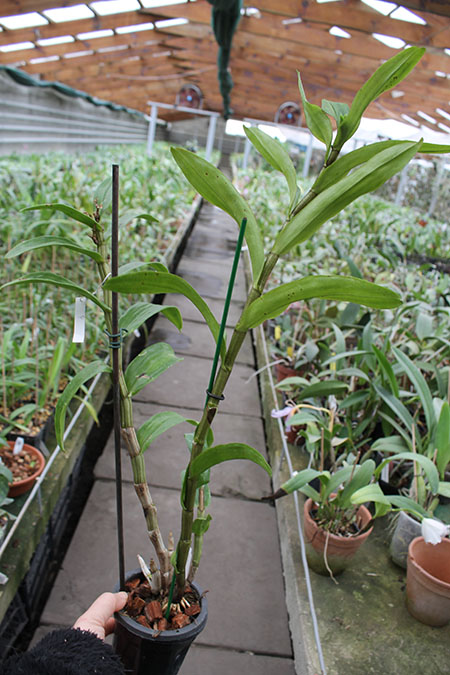 Dendrobium Dawn Marie.jpg