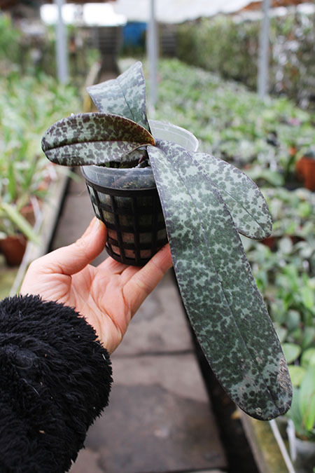 Phalaenopsis celebensis.jpg