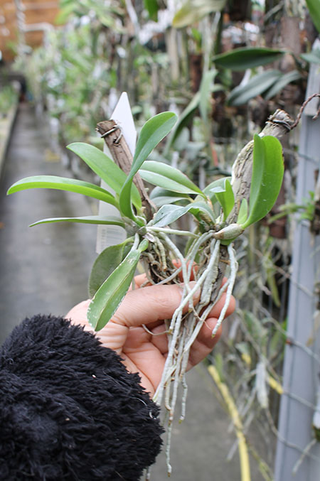Laelia alaori x sincorana.jpg