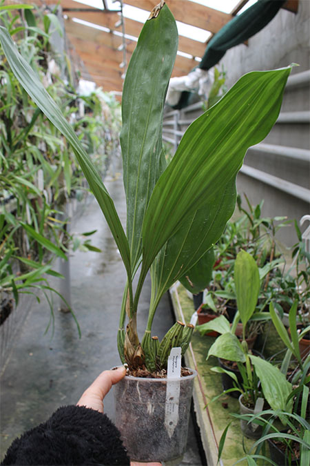 Gongora scaphephorus.jpg