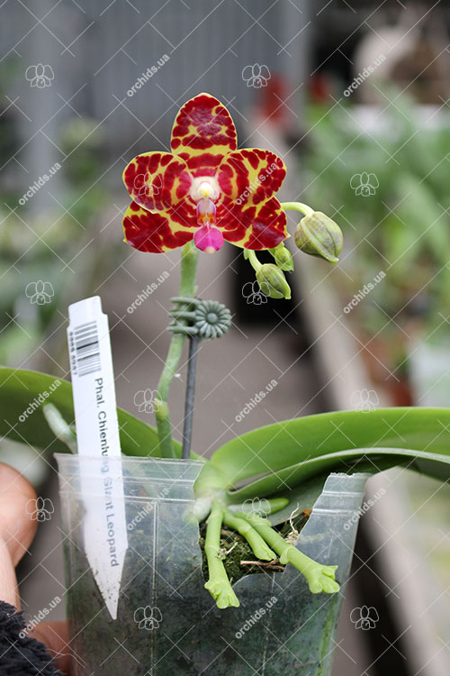 Phalaenopsis Chienlung Giant Leopard.jpg