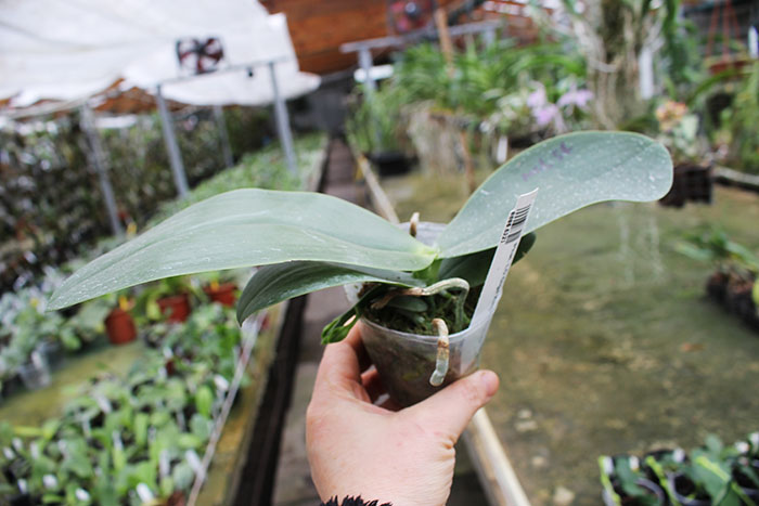 Phalaenopsis LD Giga King 'Mituo #1'.jpg