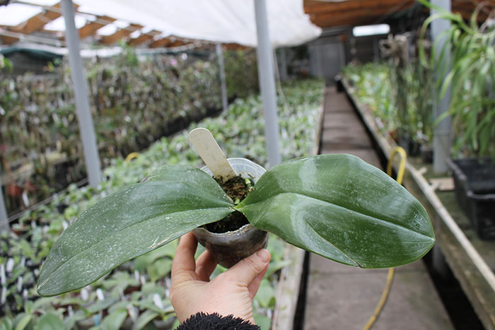 Phalaenopsis Johns Penang Imp x Princess Kaiulani 'flava'.jpg