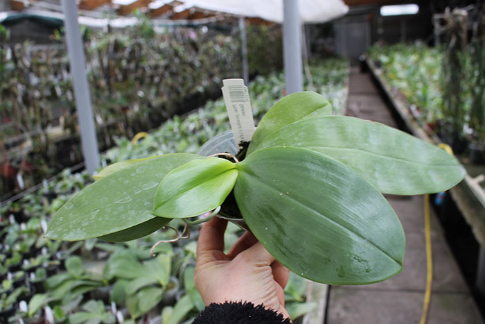Phalaenopsis javanica x Ld's Bear Queen.jpg