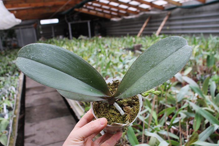 Phalaenopsis (Haur Jin Diamond x Sogo Manager) x Yaphon Goldnight.jpg