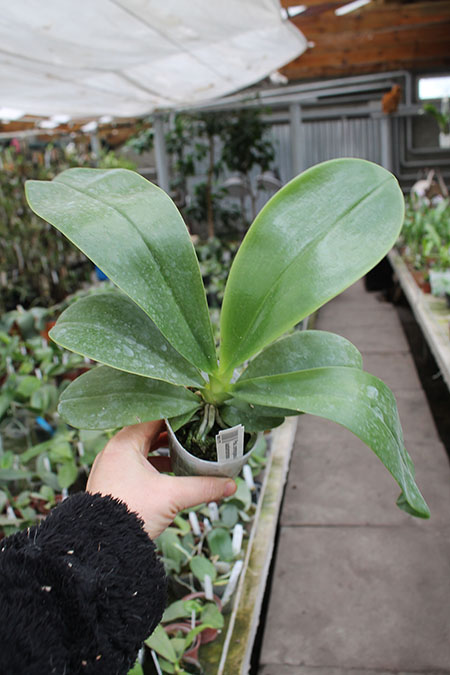 Phalaenopsis corningiana x lueddemanniana.jpg