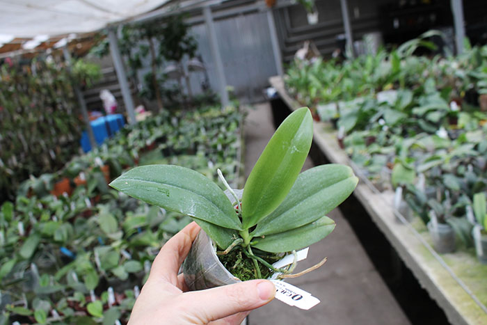 Phalaenopsis corningiana 'Ching Hua'.jpg