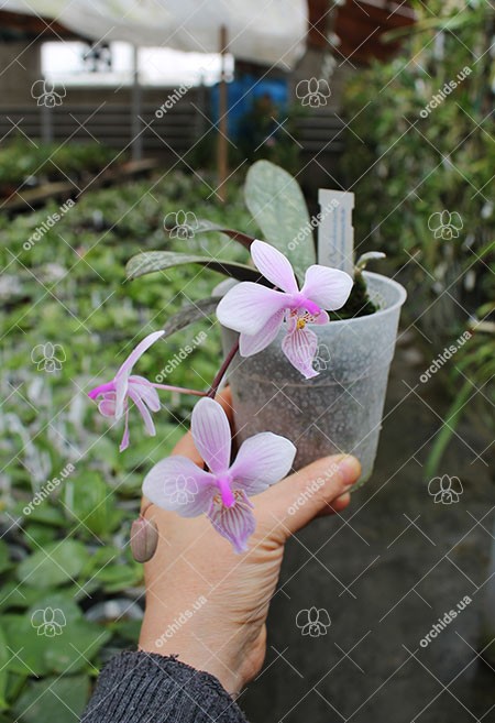 Phalaenopsis schilleriana x lindenii.jpg