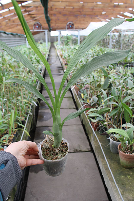 Catasetum (saccatum x pileatum) x (John Burchett x Suzan Fuchs).jpg