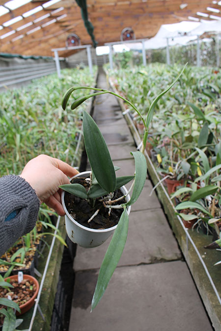 Brassocattleya Binosa 'Wabash Valley'.jpg
