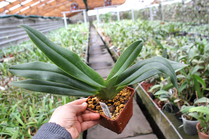 Paphiopedilum rothschildianum x emersonii.jpg