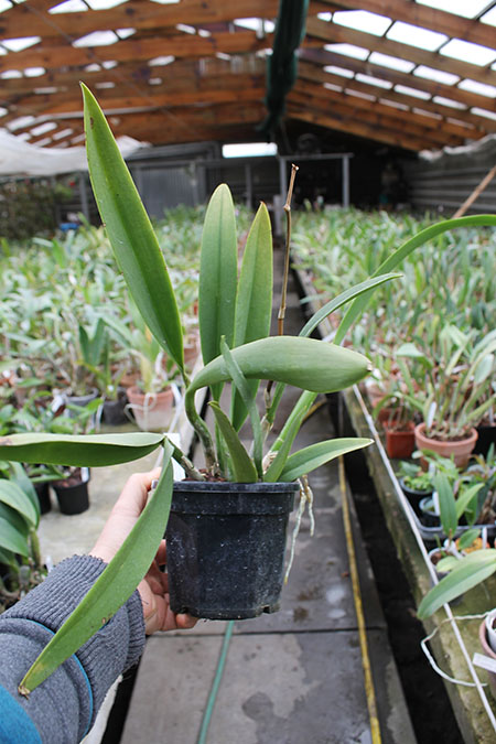 Recchara Frances Fox.jpg