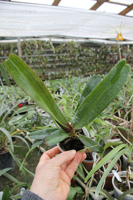 Rhynchostylis gigantea red.jpg