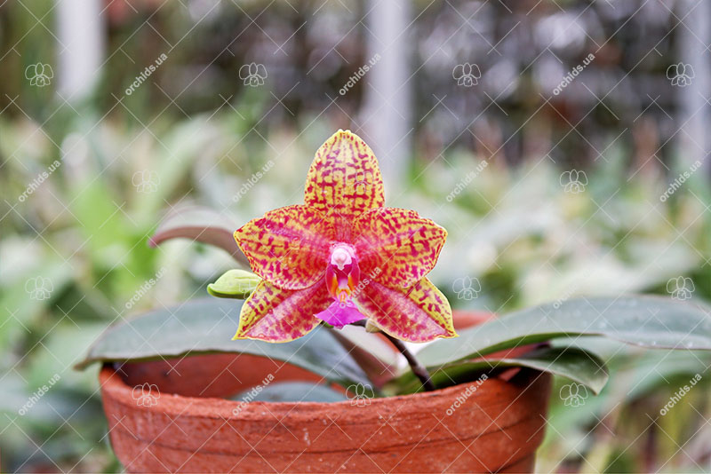 Phalaenopsis (Sogo Pride x Diamond Beauty) x Ld's Bear Queen.jpg