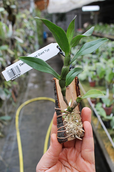 Dendrobium tobaense Giant Typ.jpg