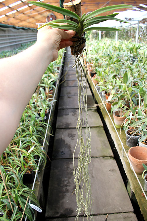Neofinetia falcata x Ascocentrum curvifolium.jpg