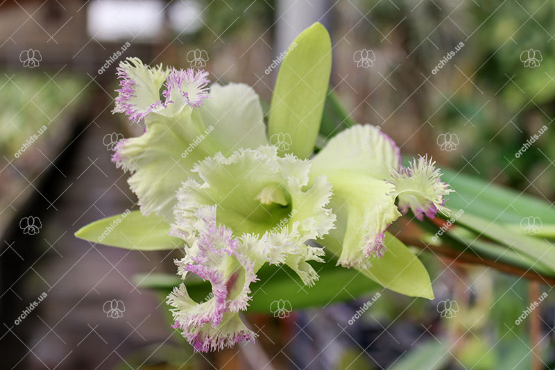 Rhyncholaeliocattleya Golf Green 'Lu-Chi'.jpg
