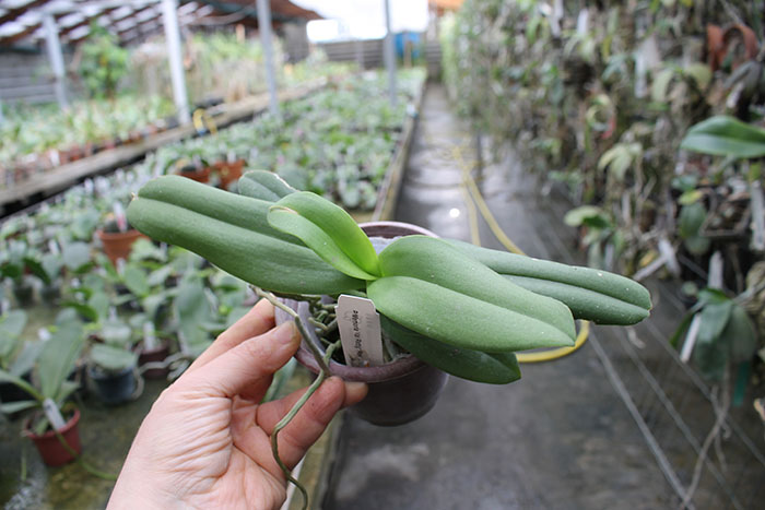 Phalaenopsis Memoria Val Rettig 'Pink'.jpg