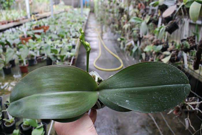 Phalaenopsis Mituo Diamond.jpg