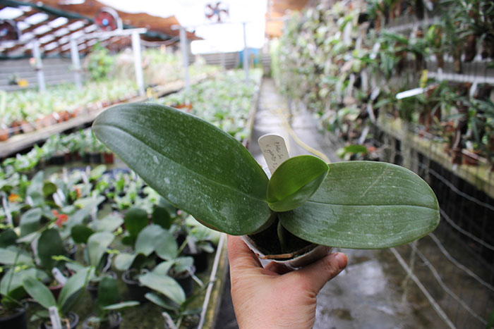 Phalaenopsis gigantea x Mituo Sun.jpg