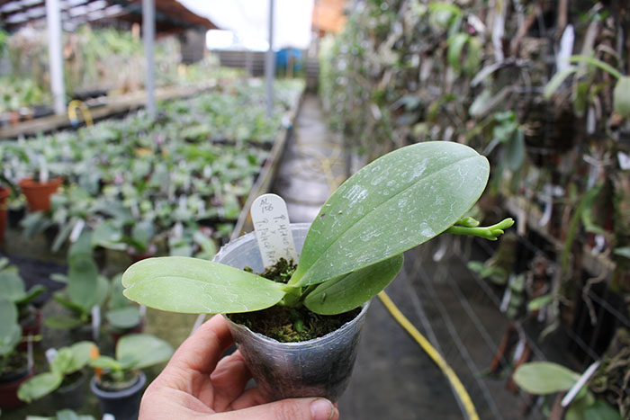 Phalaenopsis Mituo Sun x Palace Reef.jpg