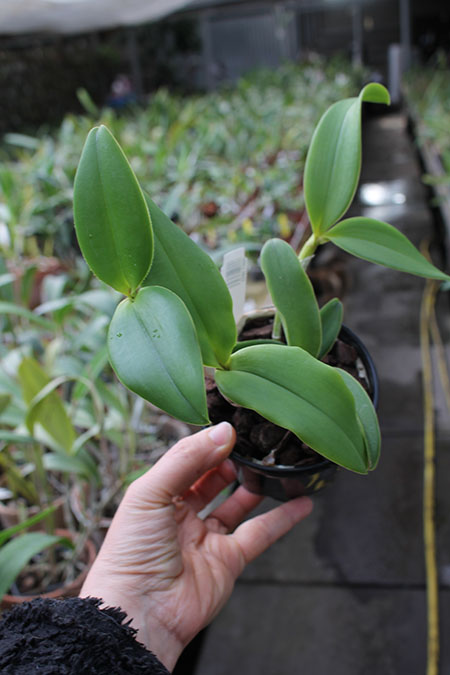 Cattleya intermedia var irrorata.jpg