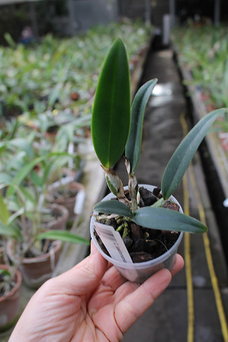 Cattleya lueddemanniana concolor.jpg