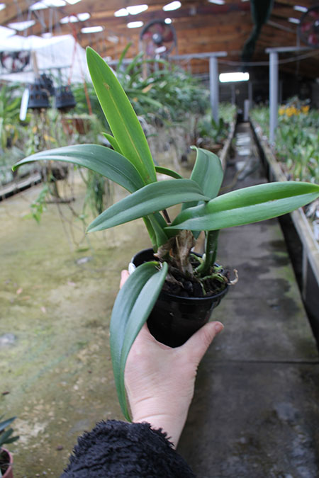 Brassolaeliocattleya Tetra Lip x Morning Glory.jpg