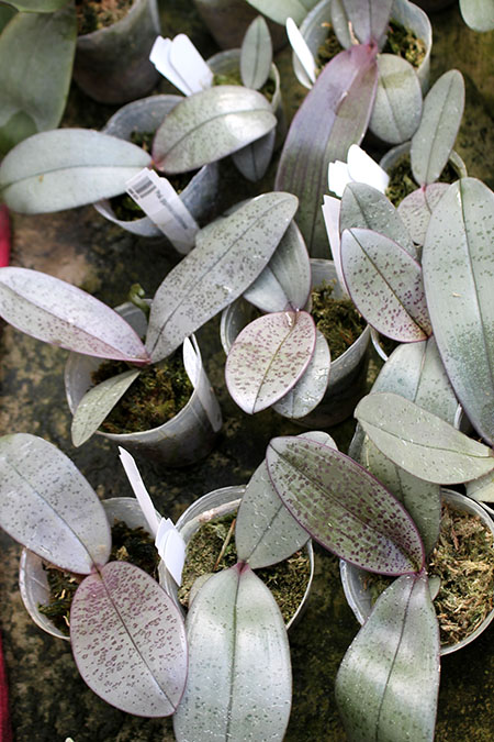 Phalaenopsis gigantea x schilleriana.jpg