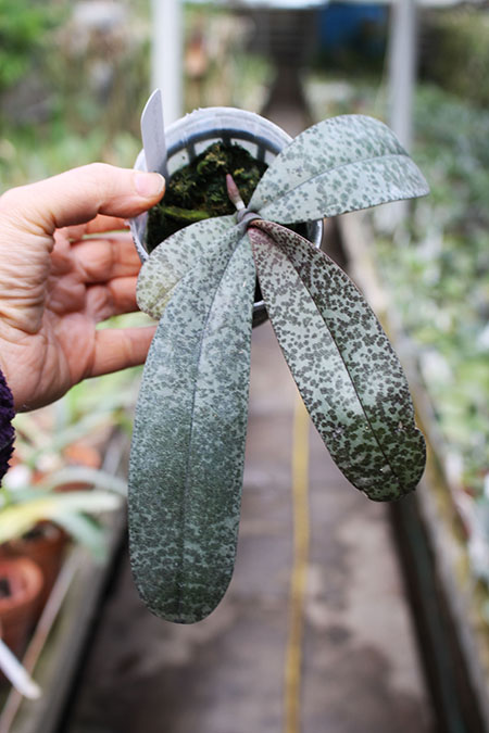 Phalaenopsis celebensis.jpg