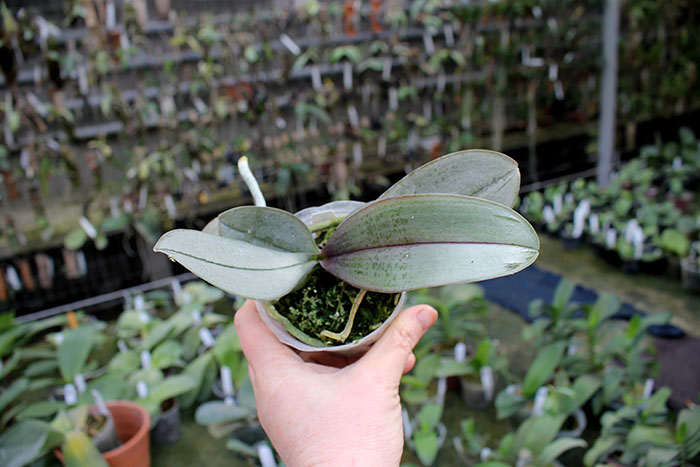 Phalaenopsis floresensis x philippinense.jpg