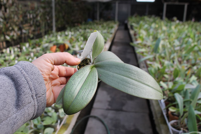 Phalaenopsis Hans Christiansen.jpg