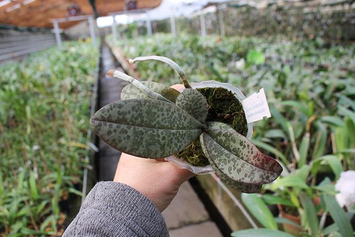 Phalaenopsis schilleriana x lindenii.jpg