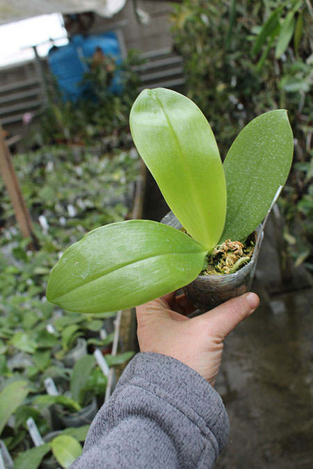 Phalaenopsis Telu (lueddemanniana coerulea x tetraspis 'Blue Lip').jpg