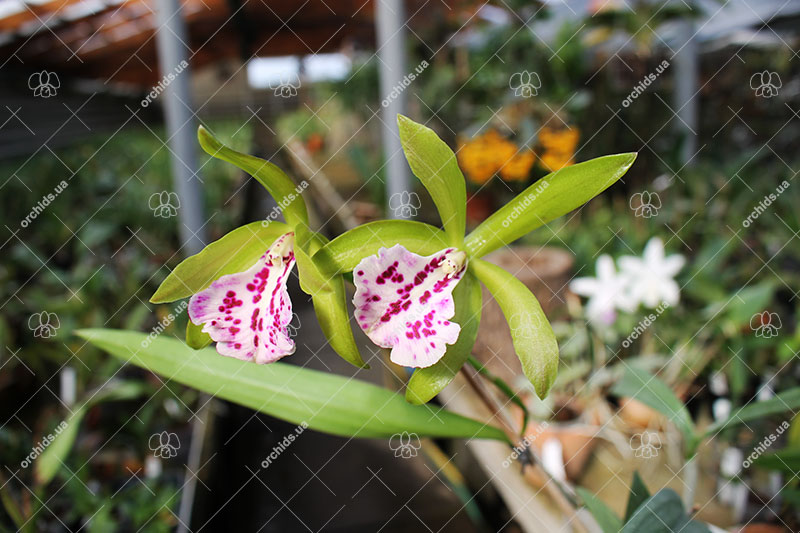 Brassocattleya Binosa 'Wabash Valley'.jpg