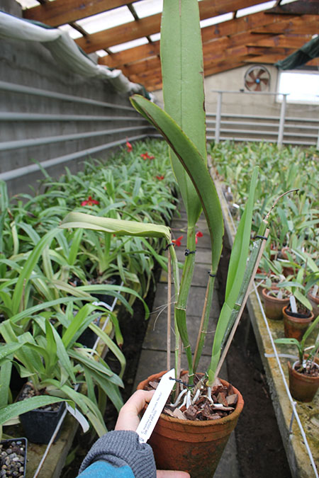 Cattleya maxima coerulea 'Hector'.jpg