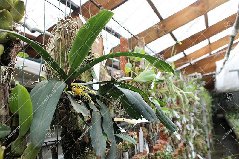 Pomatocalpa spicata.jpg