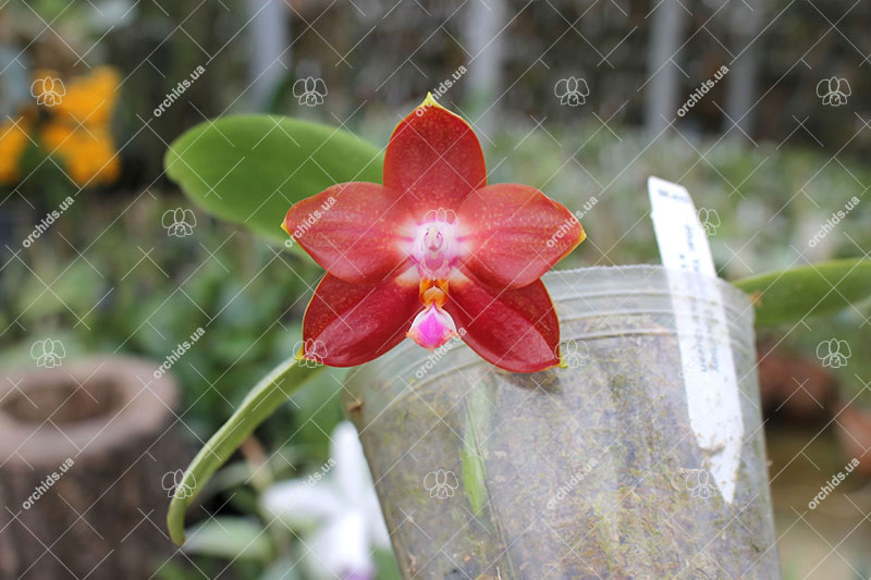 Phalaenopsis Yaphon Goodboy x Ld's Bear Queen.jpg