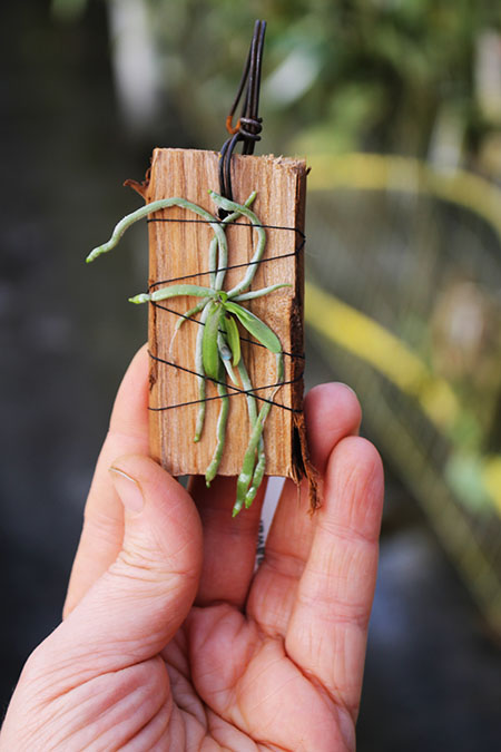 Chiloschista segawai.jpg