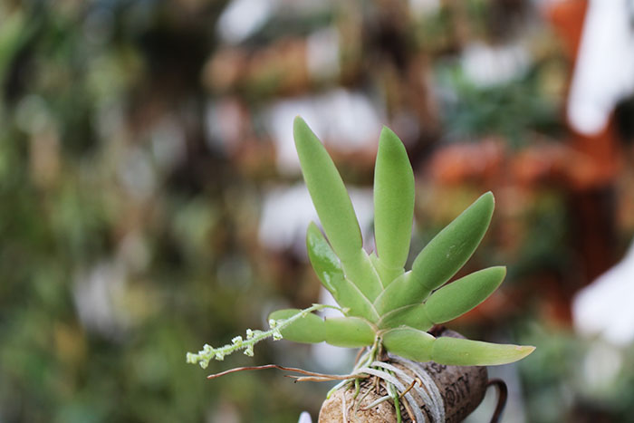 Ornithocephalus cochleariformis.jpg