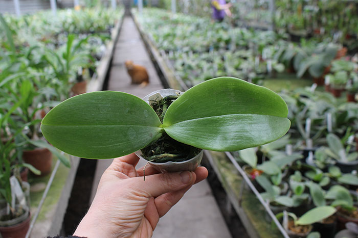 Phalaenopsis Auspice Knight 'KF'.jpg