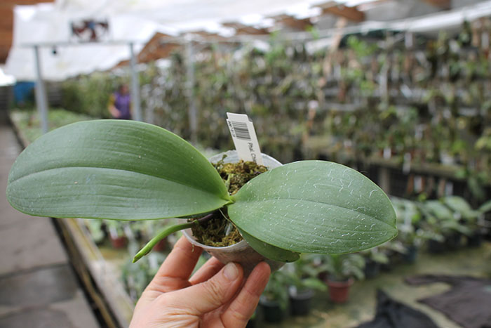 Phalaenopsis Chienlung Red Parrot.jpg