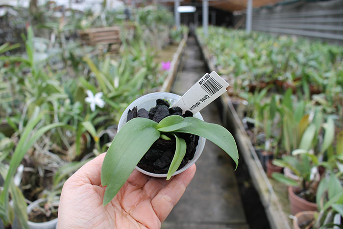 Gastrochilus obliquus.jpg