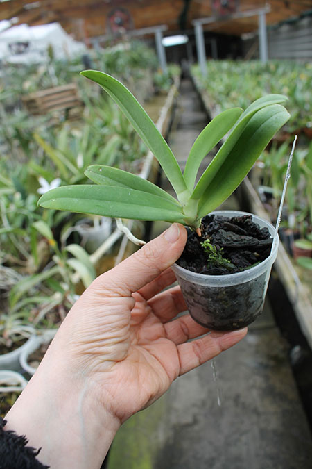 Aerangis ellisii.jpg