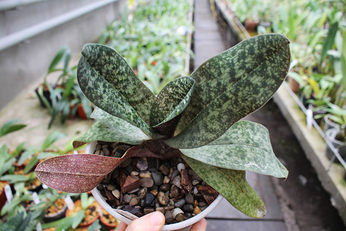 Paphiopedilum malipoense x delenatii.jpg